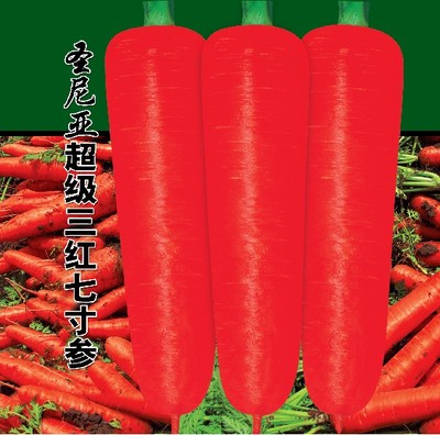 圣尼亚超级三红七寸参