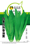 四季抗热香油麦