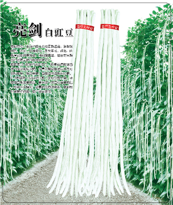 亮剑白豇豆