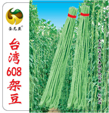 台湾608架豆